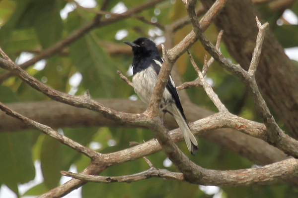 Oriental Magpie Robin